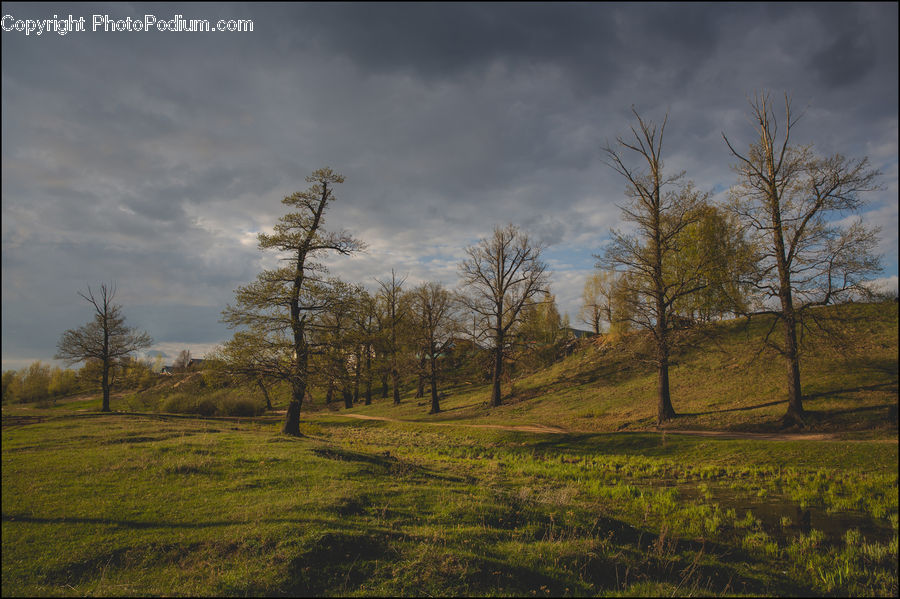 Field, Grass, Grassland, Land, Outdoors, Plateau, Dirt Road