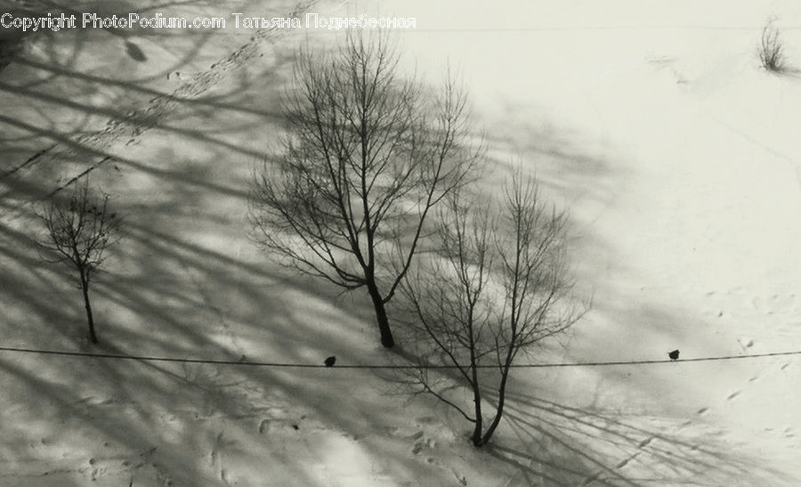 Ice, Outdoors, Snow, Plant, Tree, Birch, Wood