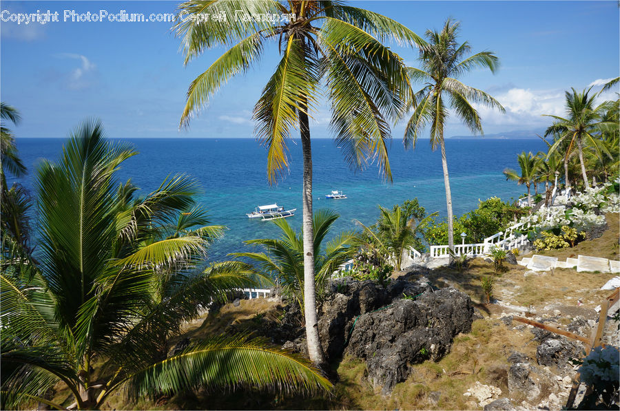 Palm Tree, Plant, Tree, Arecaceae, Beach, Coast, Outdoors