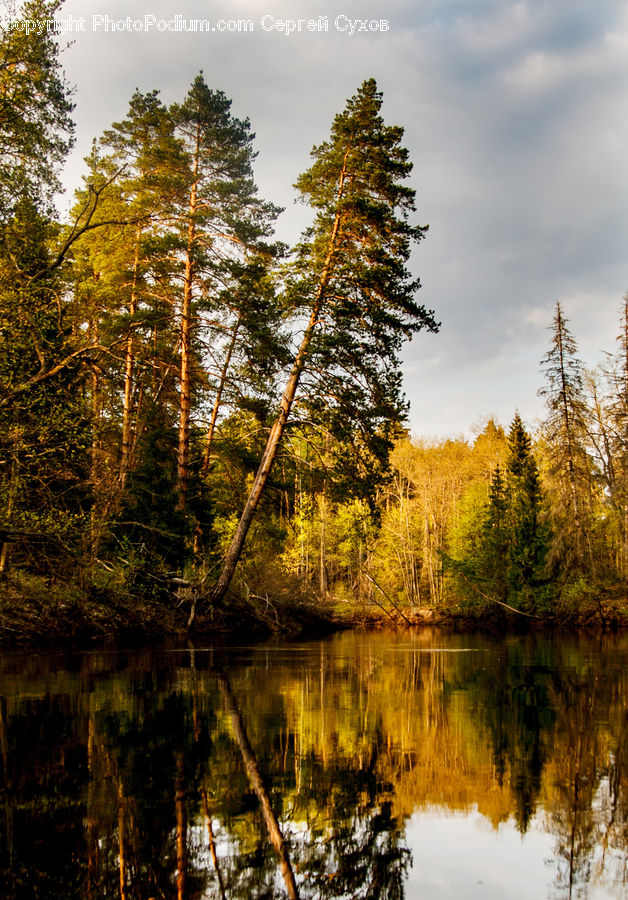 Conifer, Fir, Plant, Tree, Land, Marsh, Outdoors