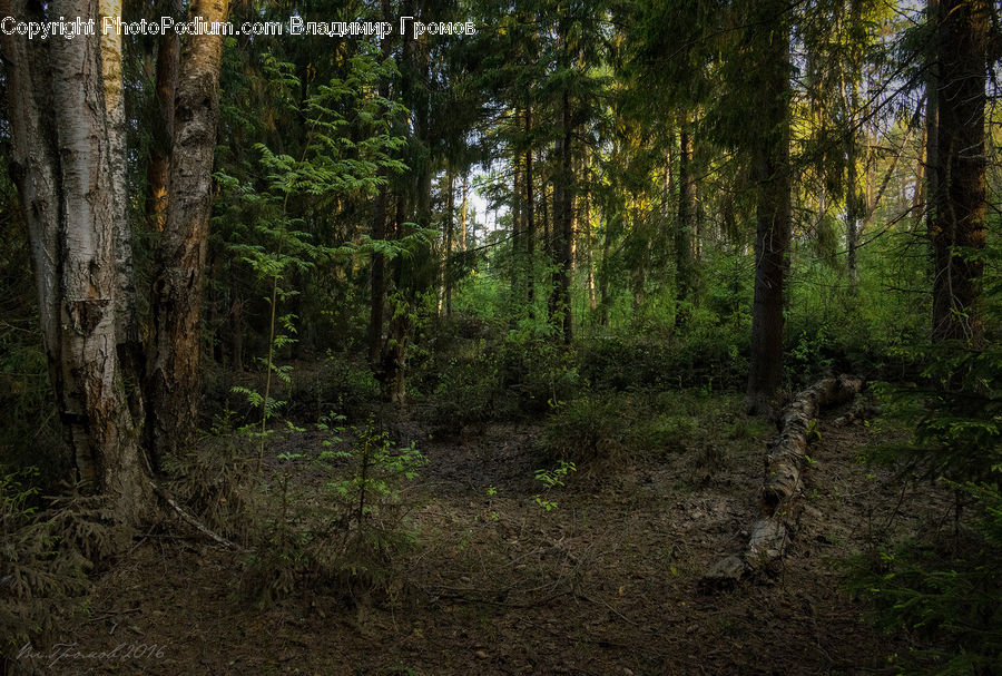 Forest, Vegetation, Grove, Land, Plant, Tree, Outdoors