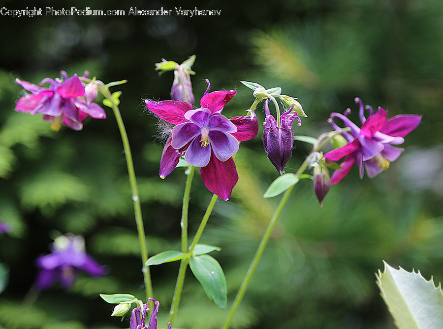 Aquilegia, Blossom, Flora, Flower, Plant, Gladiolus, Geranium