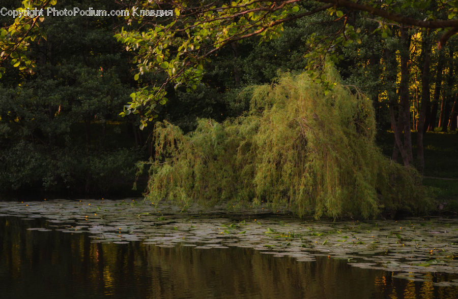 Plant, Tree, Willow, Forest, Vegetation, Blossom, Flora