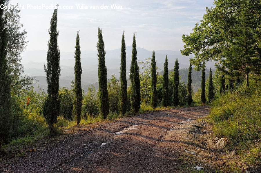Dirt Road, Gravel, Road, Conifer, Fir, Plant, Tree