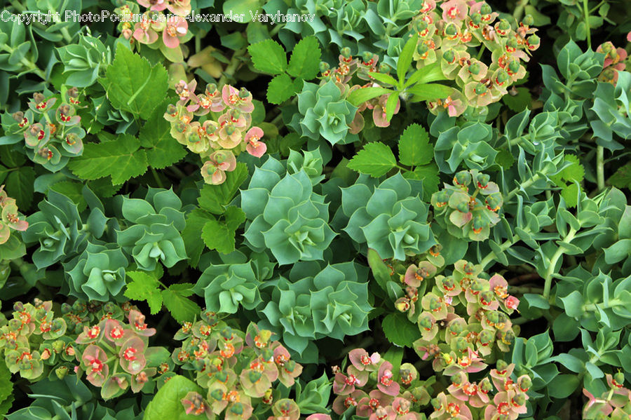 Blossom, Flora, Flower, Plant, Herbal, Herbs, Planter