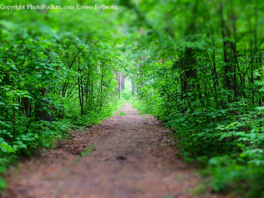 Path, Road, Walkway, Dirt Road, Gravel, Trail, Forest
