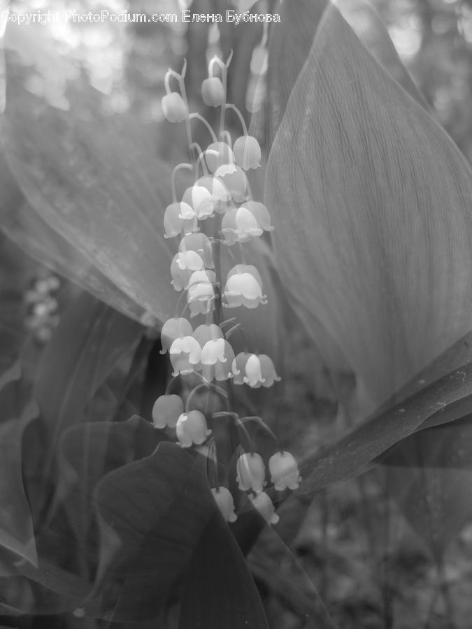 Blossom, Flora, Flower, Plant, Petal, Daffodil, Vine