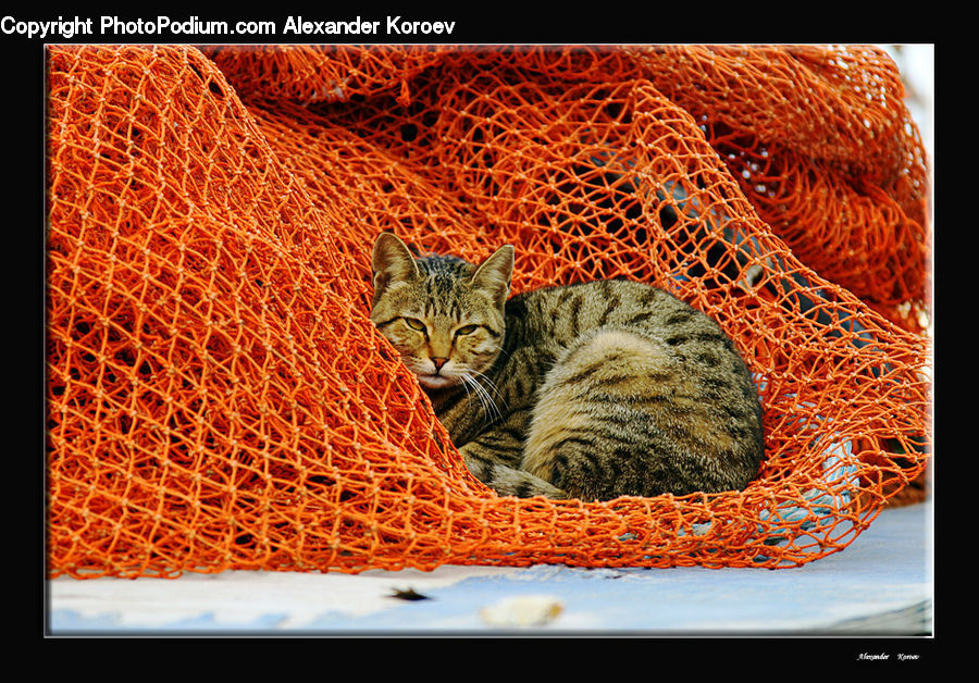 Animal, Cat, Mammal, Pet, Blanket, Home Decor, Quilt