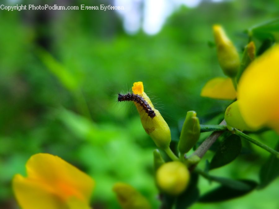 Acorn, Plant, Seed, Blossom, Flora, Flower, Bell Pepper