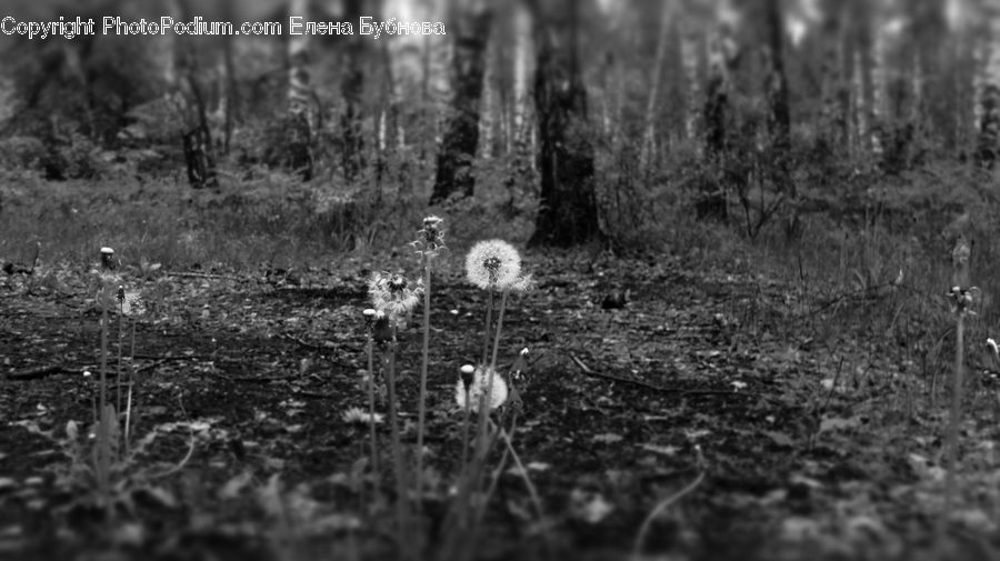 Dandelion, Flower, Plant, Forest, Vegetation, Agaric, Mushroom