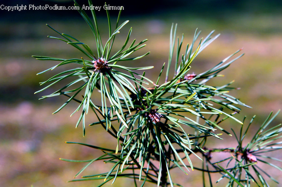 Conifer, Fir, Plant, Tree, Dill, Blossom, Flora