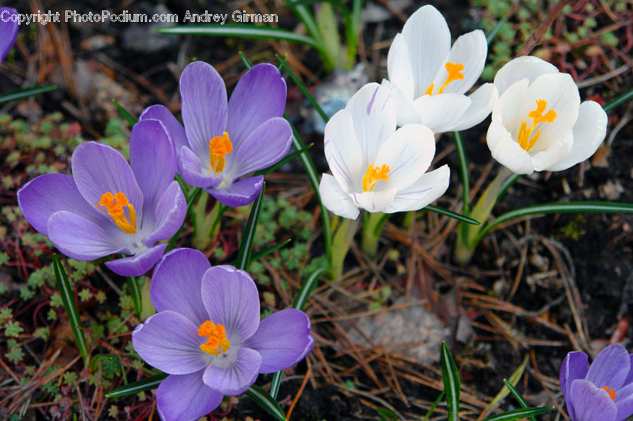 Blossom, Crocus, Flora, Flower, Plant, People, Person