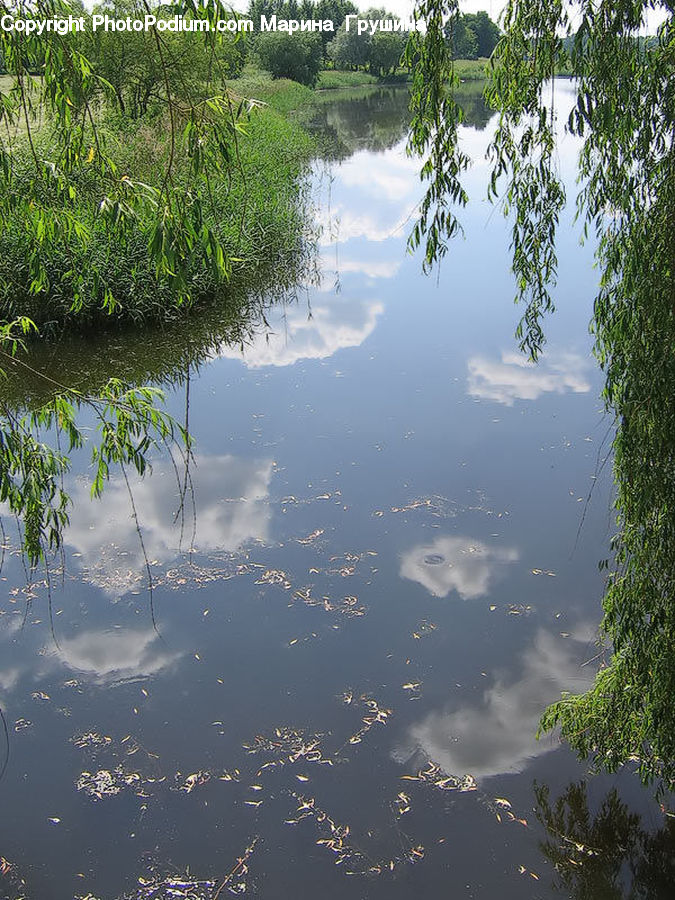 Outdoors, Pond, Water, Plant, Potted Plant, Conifer, Fir