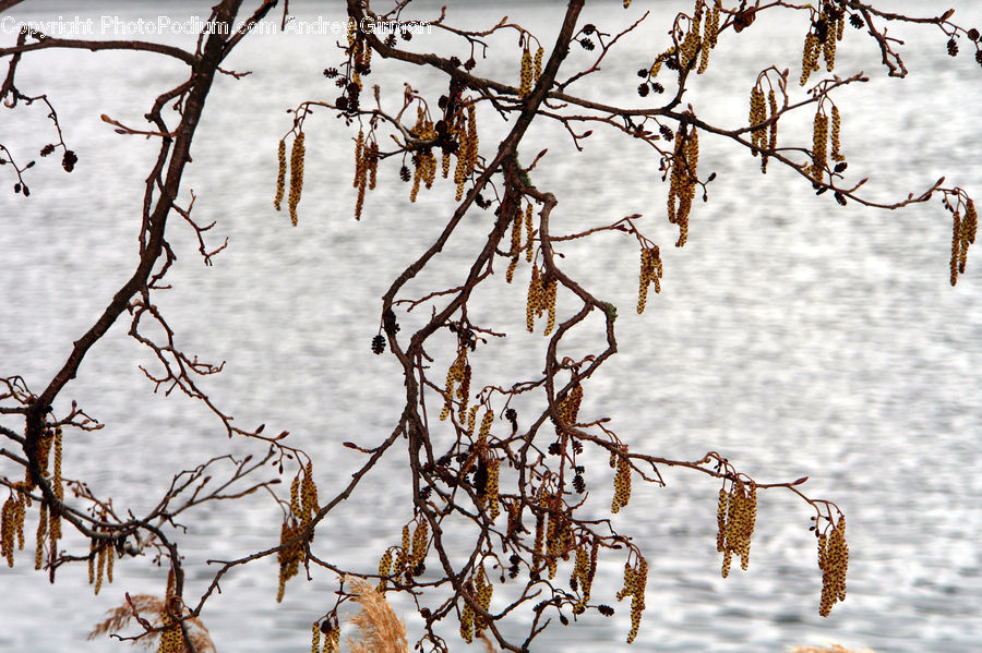 Plant, Bird, Partridge, Conifer, Fir, Tree, Birch