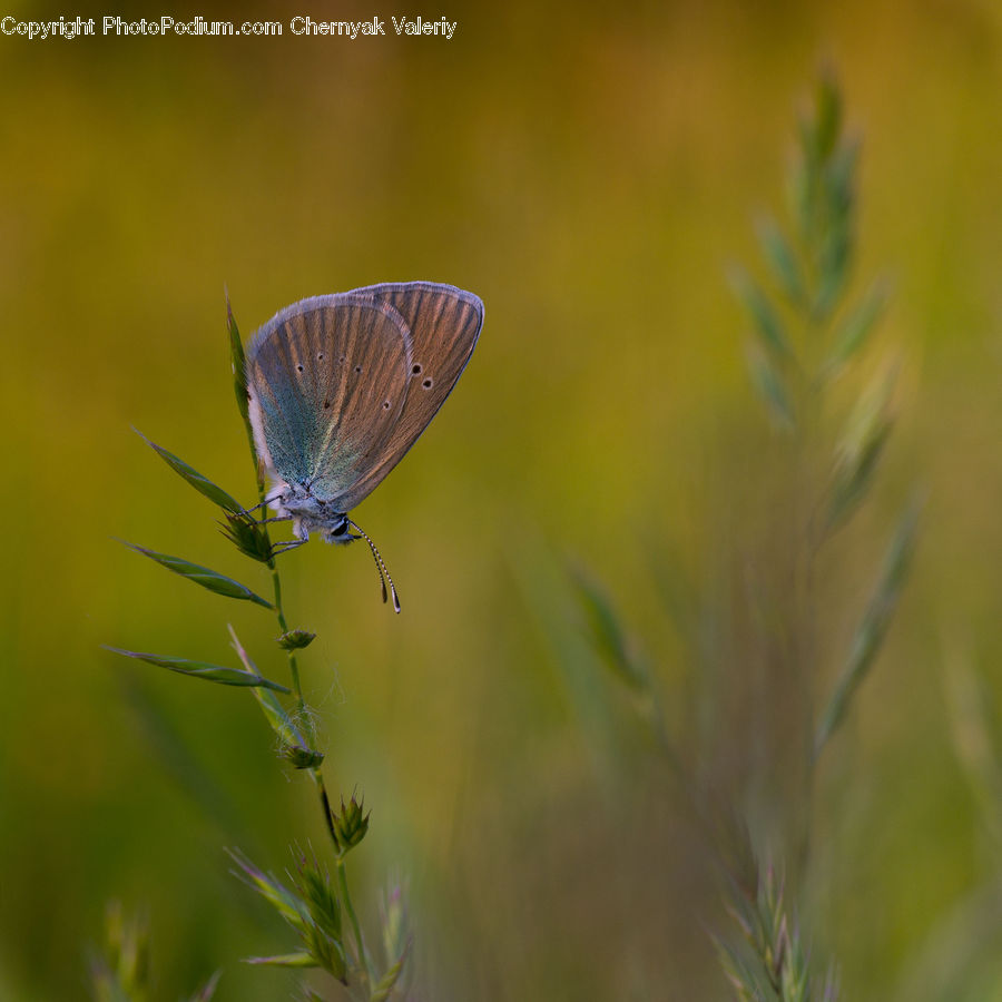 Butterfly, Insect, Invertebrate, Plant, Bird, Blue Jay, Bluebird