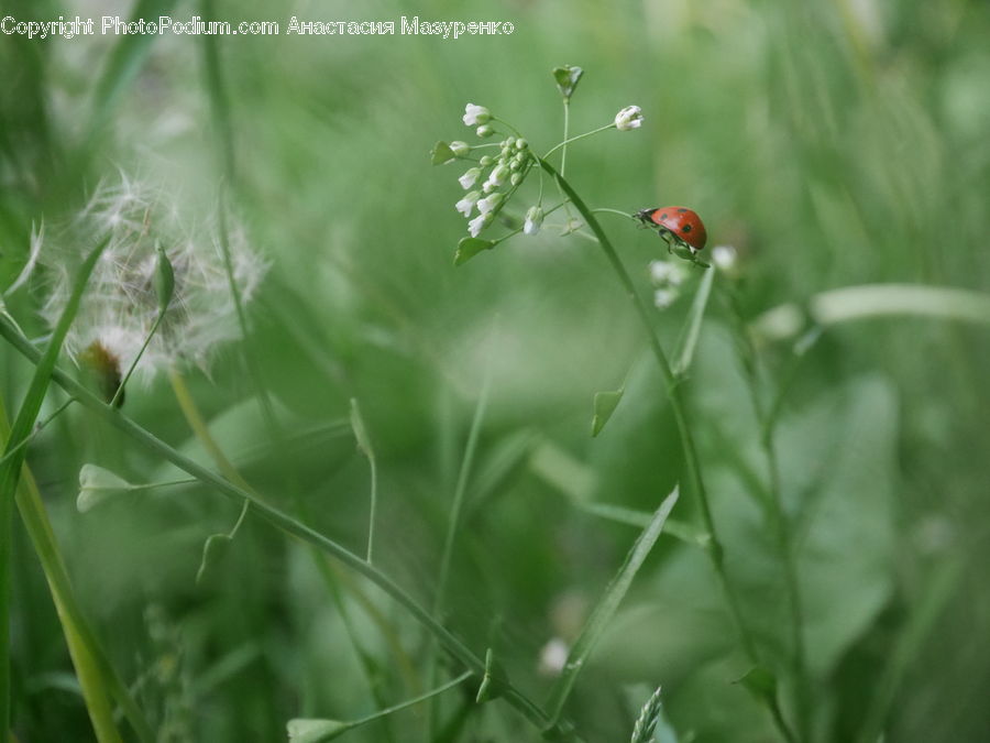 Field, Grass, Grassland, Plant, Weed, Dill, Blossom
