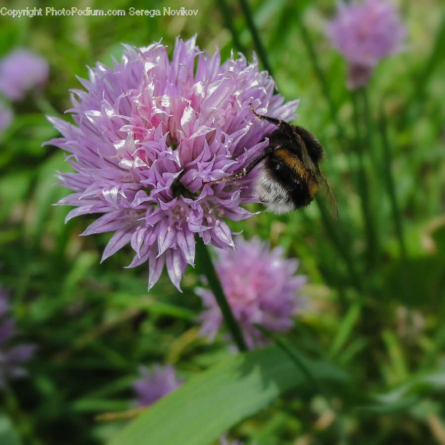 Blossom, Flora, Flower, Plant, Bee, Insect, Invertebrate