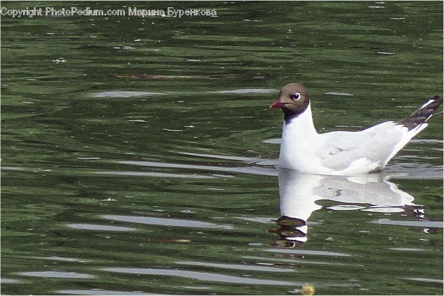 Bird, Duck, Teal, Waterfowl, Goose