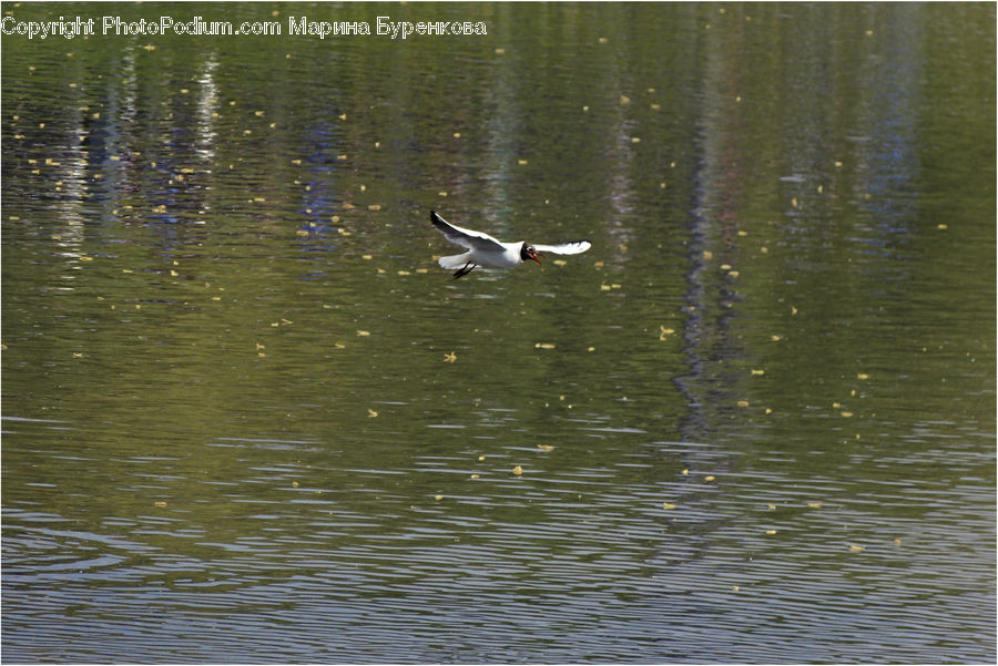 Bird, Puffin, Goose, Waterfowl, Swan, Stork