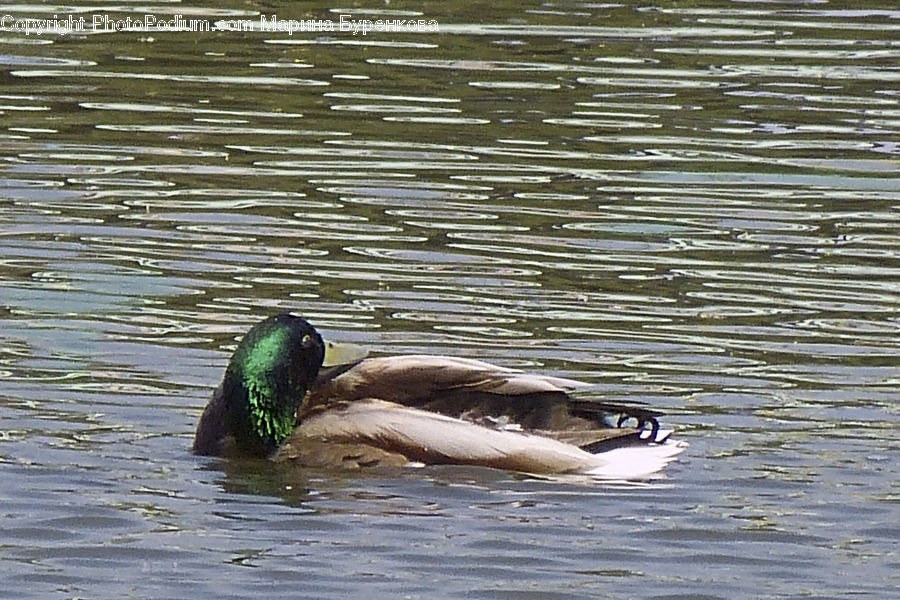 Bird, Waterfowl, Duck, Teal, Mallard, Goose, Rock