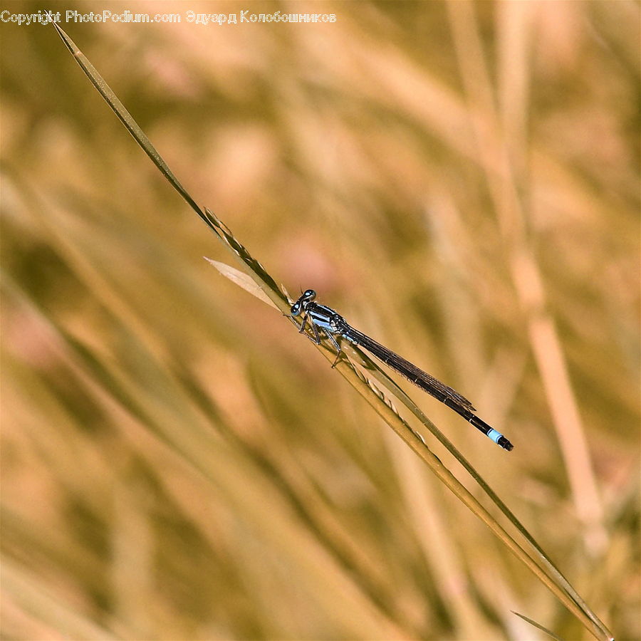 Field, Grass, Grassland, Plant, Anisoptera, Dragonfly, Insect