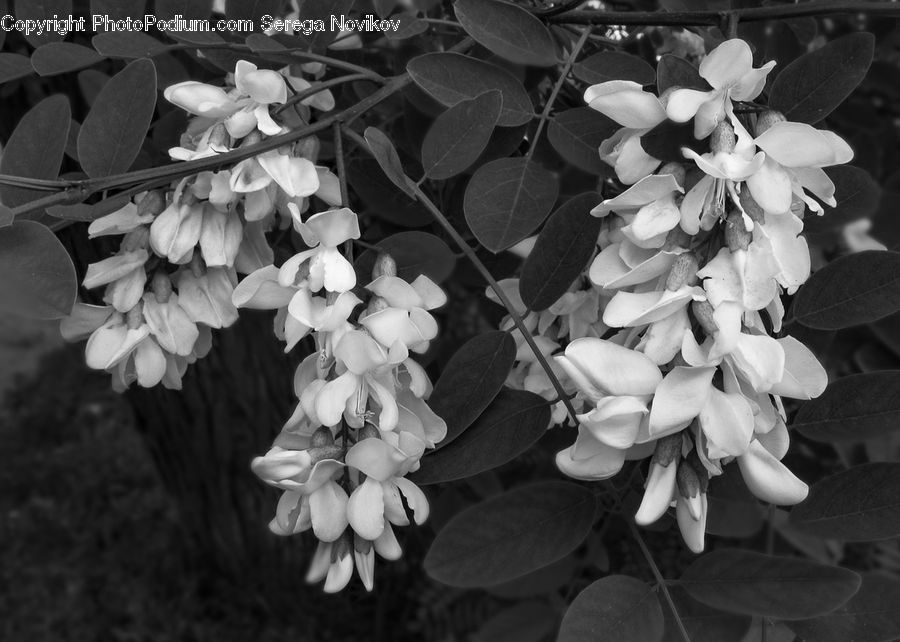 Blossom, Flora, Flower, Petal, Plant, Leaf, Daffodil