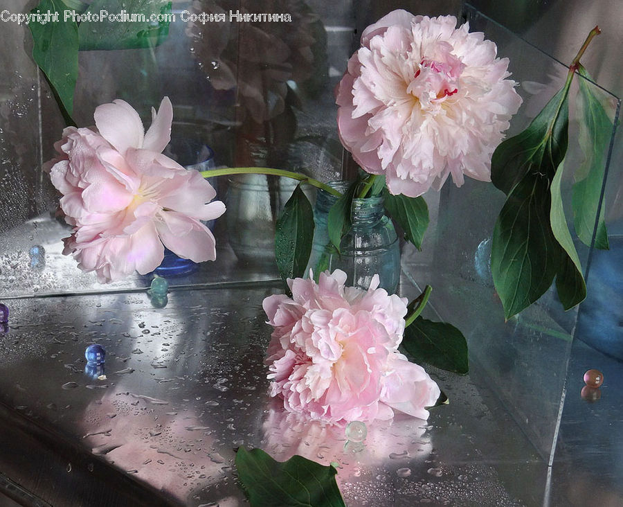 Blossom, Flower, Peony, Plant, Aquarium, Aquatic, Sea Life