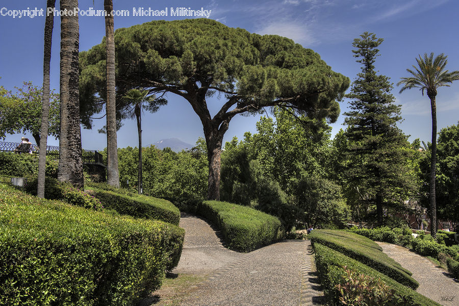 Palm Tree, Plant, Tree, Bush, Vegetation, Conifer, Fir