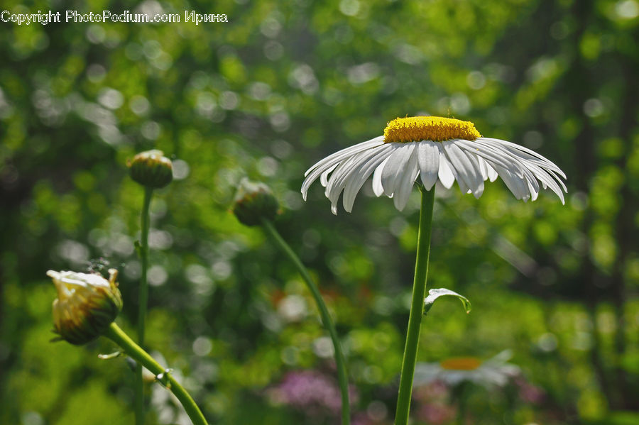 Daisies, Daisy, Flower, Plant, Asteraceae, Blossom, Flora