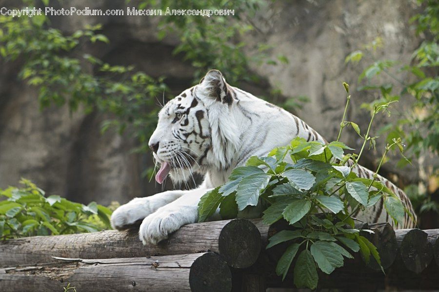 Animal, Mammal, Tiger, Herbal, Herbs, Plant, Planter