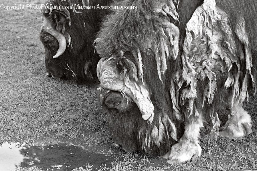 Animal, Buffalo, Bull, Mammal, Yak, Angus, Cattle