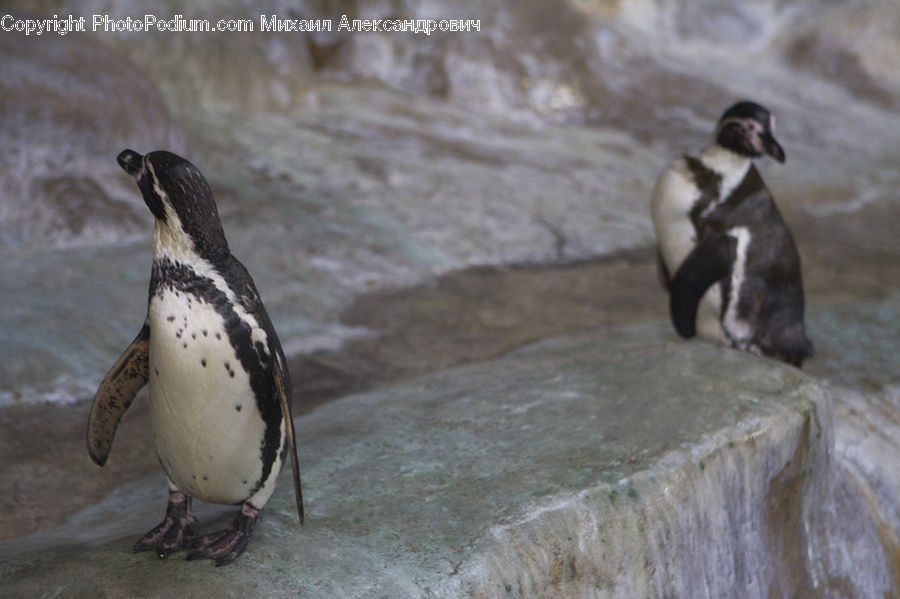 Bird, Penguin, People, Person, Human, Animal, Zoo