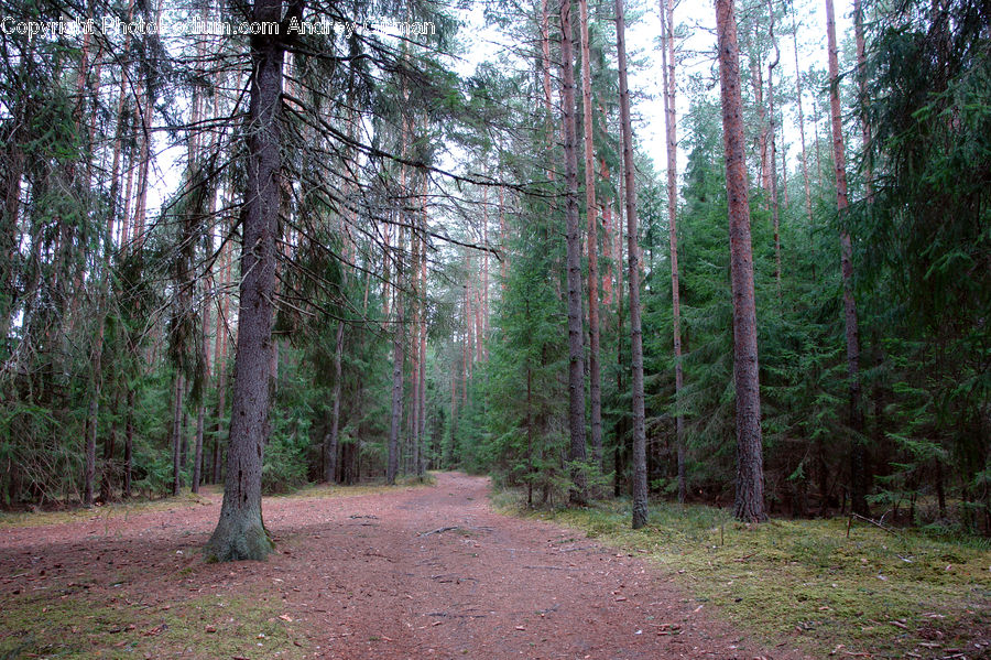 Forest, Vegetation, Grove, Land, Conifer, Fir, Plant