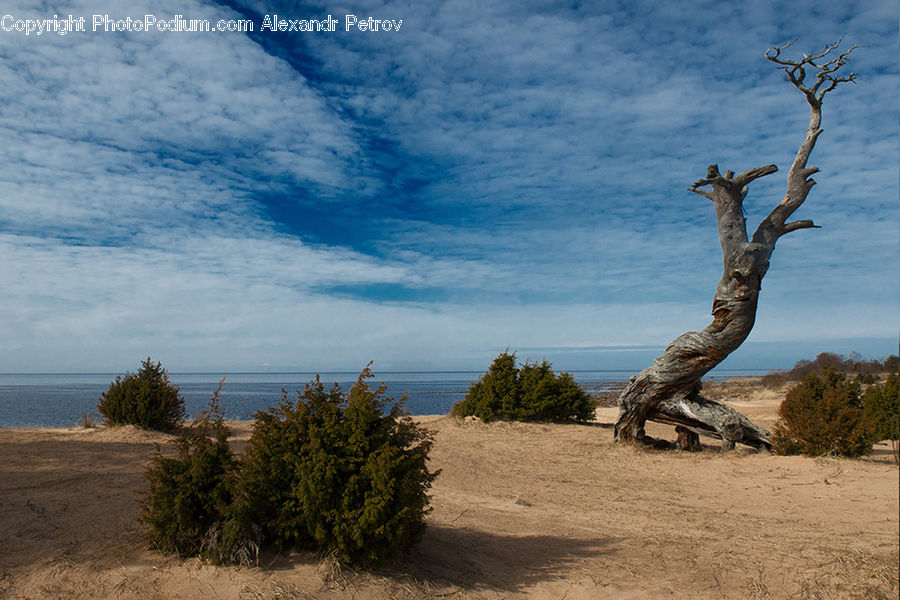 Conifer, Fir, Plant, Tree, Spruce, Wood, Desert
