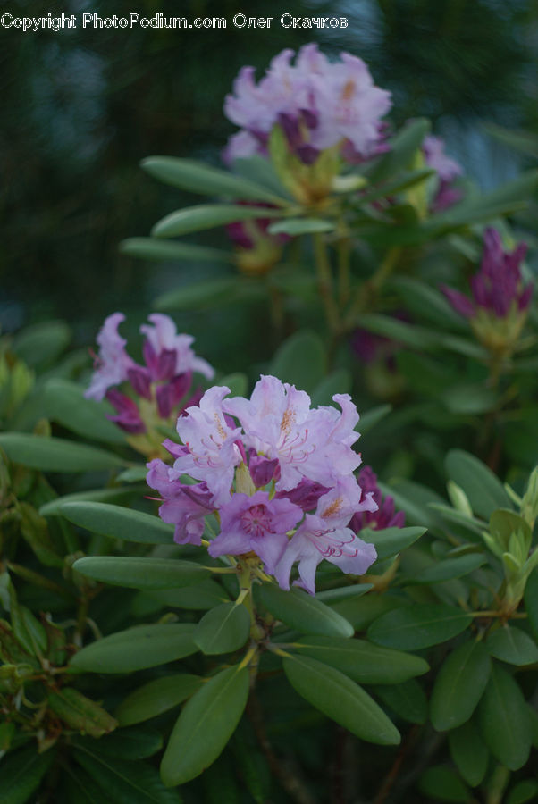 Blossom, Flora, Flower, Plant, Anther, Petal, Aquilegia