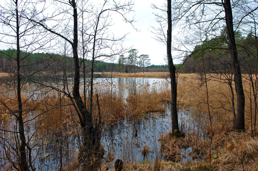 Land, Marsh, Outdoors, Swamp, Water, Birch, Tree