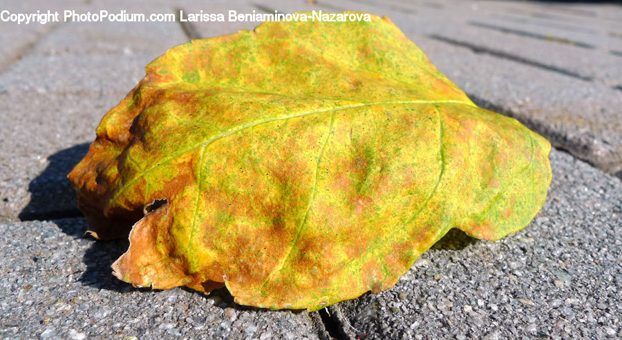Asphalt, Tarmac, Maple, Maple Leaf, Plant, Leaf, Pavement