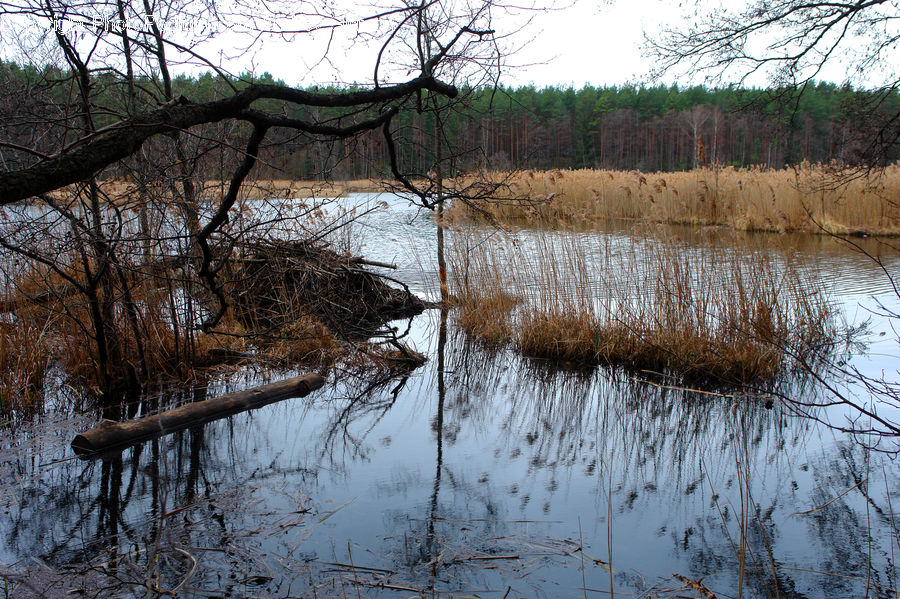 Land, Marsh, Pond, Swamp, Water, Landscape, Nature