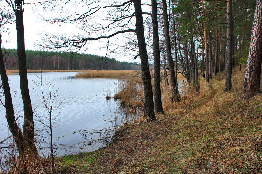 Flood, Forest, Vegetation, Birch, Tree, Wood, Field