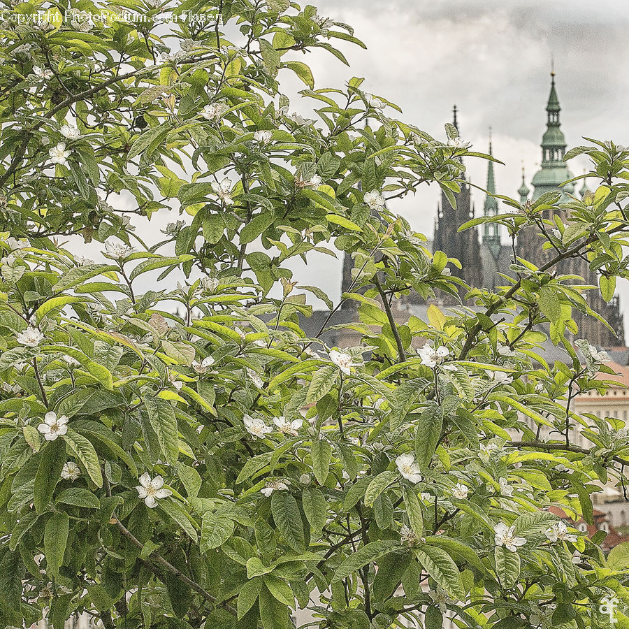Architecture, Tower, Bird Nest, Nest, Herbal, Herbs, Plant
