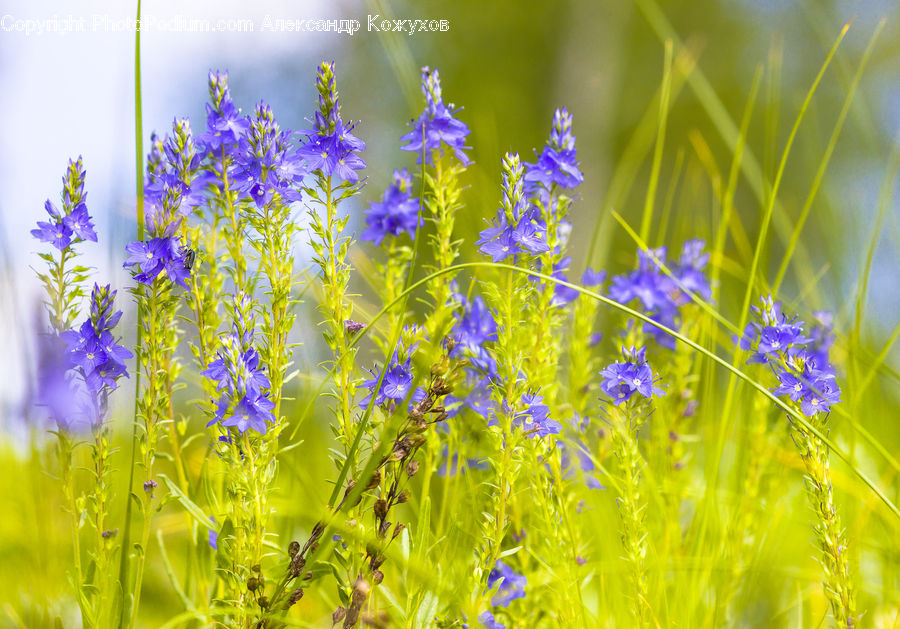 Lavender, Plant, Blossom, Flora, Flower, Field, Grass