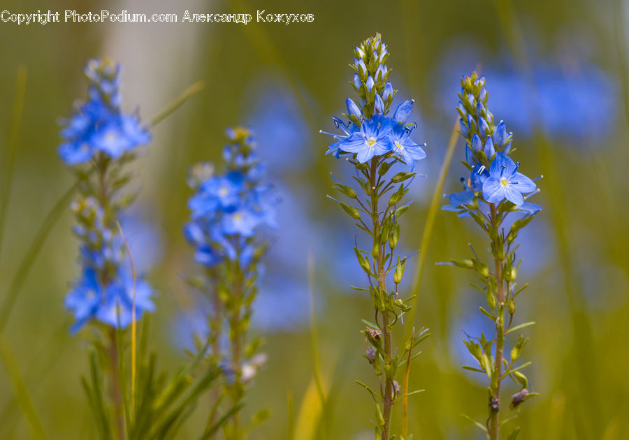 Fiber, Flax, Flora, Flower, Plant, Potted Plant, Lupin