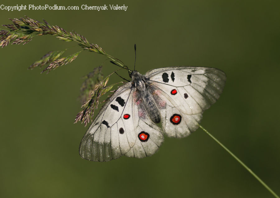 Butterfly, Insect, Invertebrate