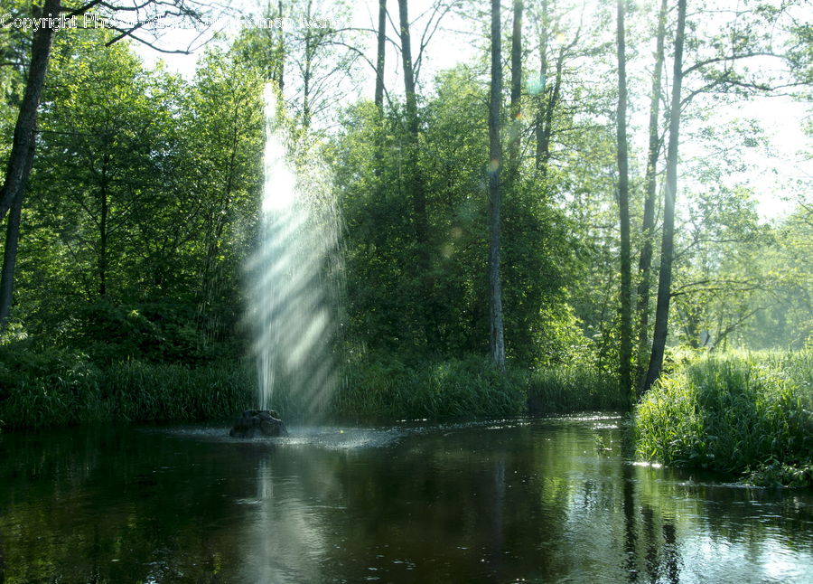 Forest, Vegetation, Flare, Light, Sunlight, Blossom, Flora