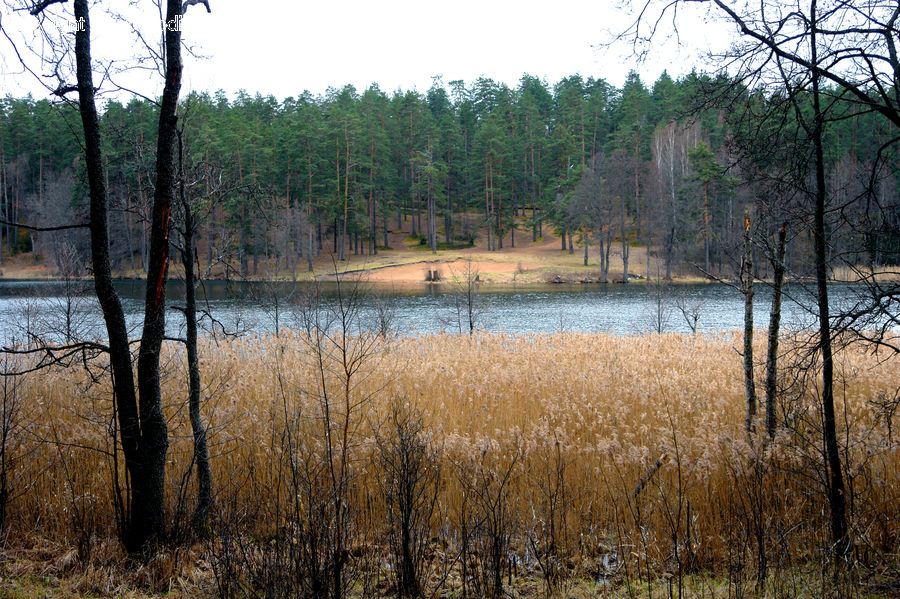 Land, Marsh, Outdoors, Swamp, Water, Field, Grass