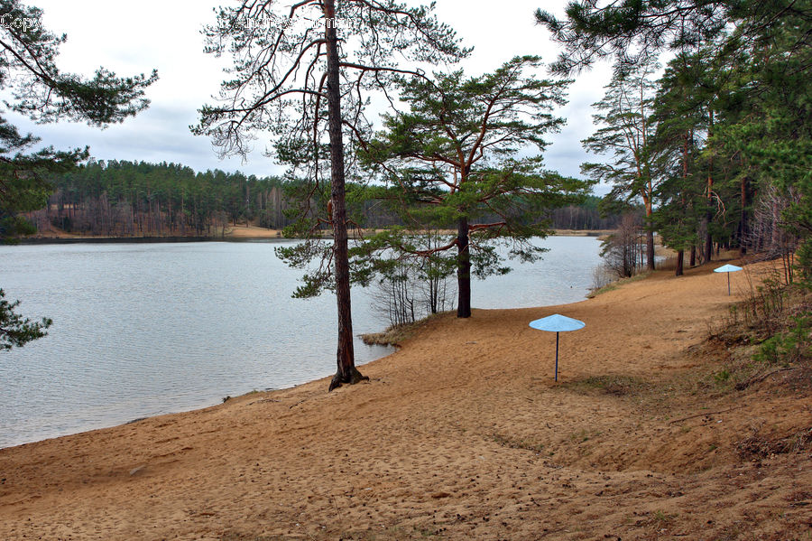 Outdoors, Sand, Soil, Flood, Forest, Vegetation, Fir