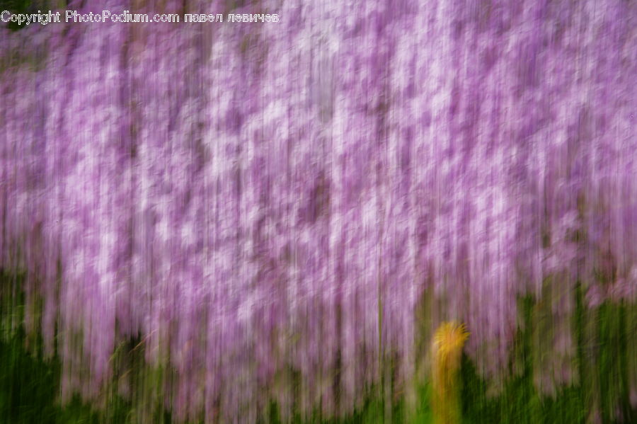 Lavender, Plant, Forest, Vegetation, Fog, Field, Grass