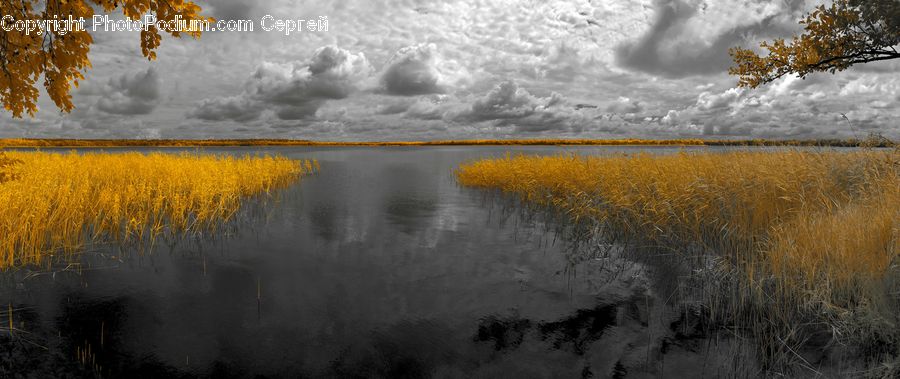 Field, Grass, Grassland, Plant, Cloud, Cumulus, Sky