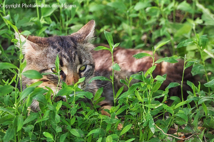 Animal, Cat, Mammal, Pet, Abyssinian, Adorable, Field