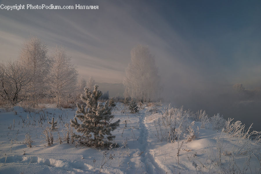Conifer, Fir, Pine, Spruce, Wood, Plant, Tree